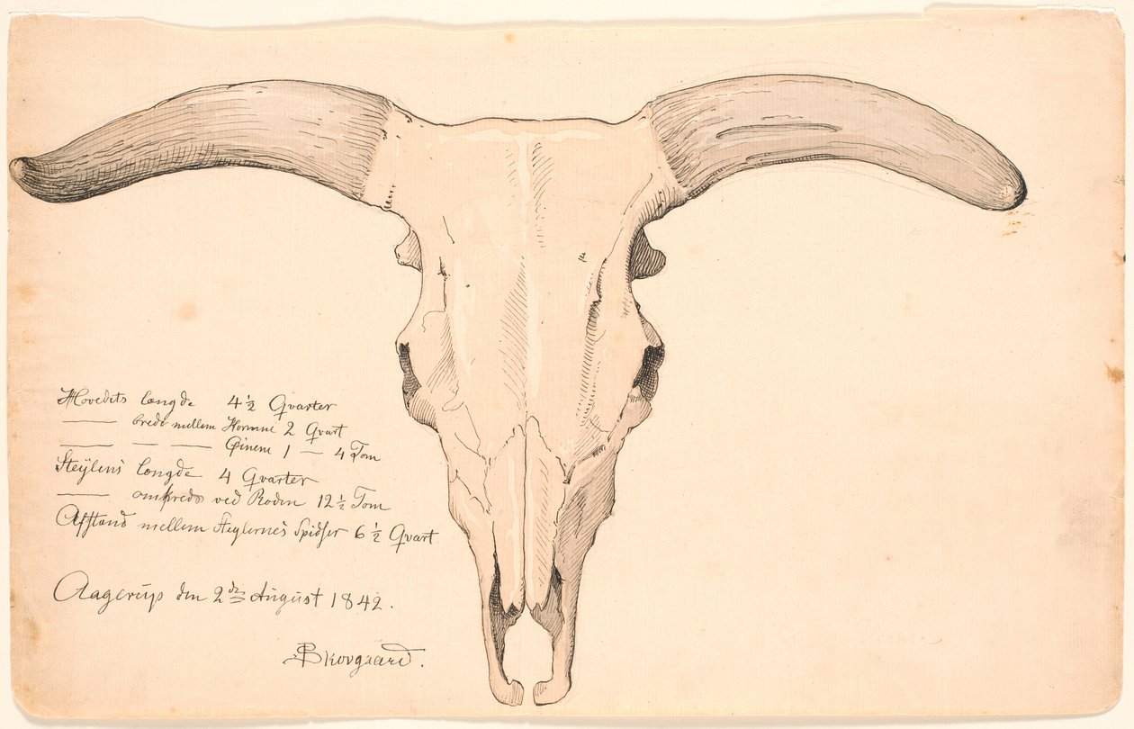 Lehmän kallo. tekijältä P.C. Skovgaard