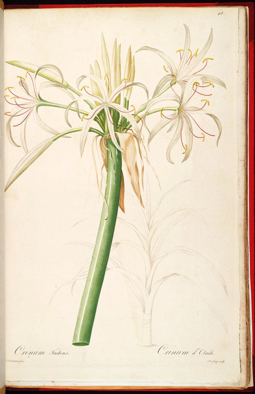 Crinum asiaticum var. pedunculatum tekijältä Pierre Joseph Redouté