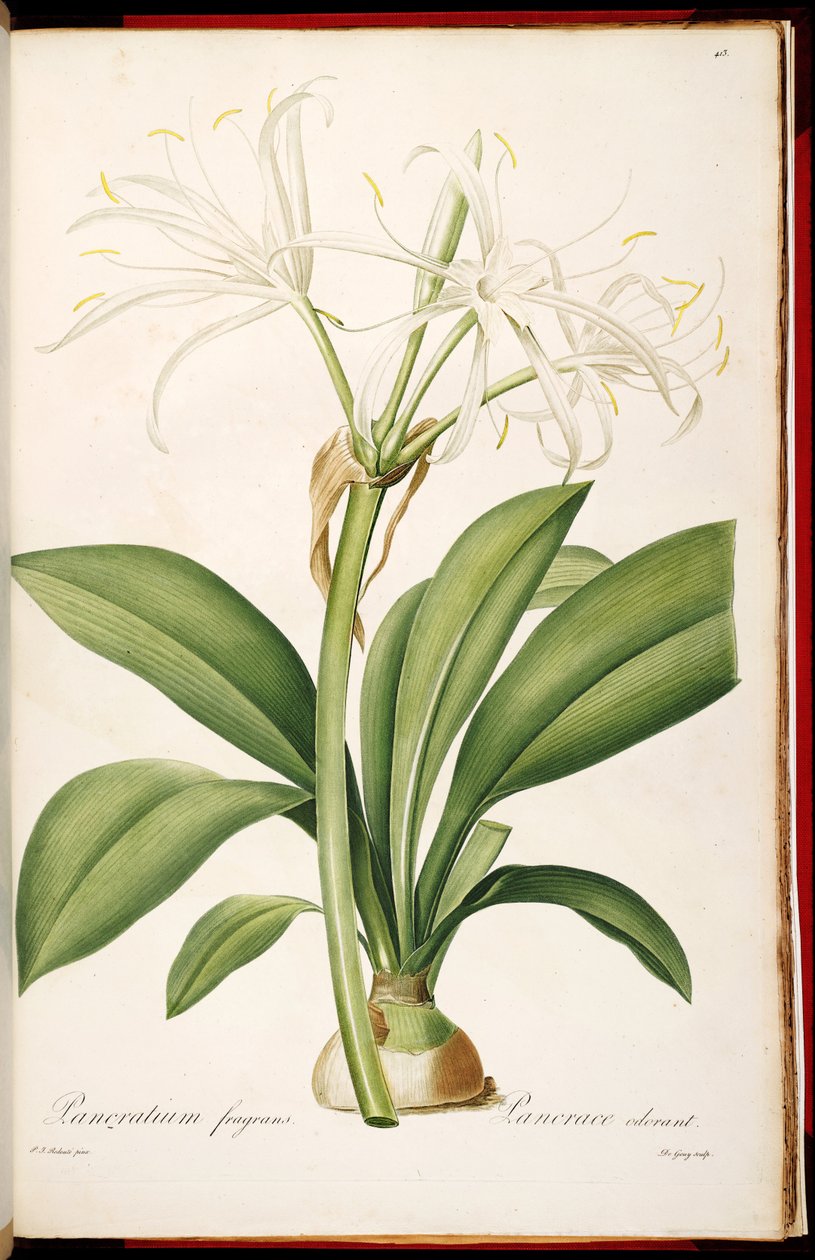 Hymenocallis fragrans tekijältä Pierre Joseph Redouté