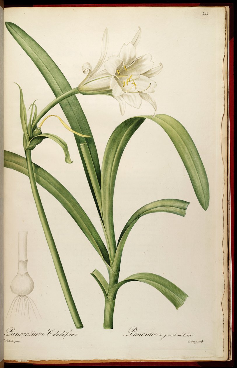 Ismenen narsissiflora tekijältä Pierre Joseph Redouté