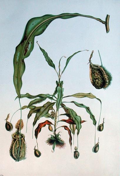 Nepenthes Hookeriana, kasvitieteellinen levy E. Alphanon teoksesta "Les Promenades de Paris", kaiverrus L. Stroobant, n. 1867-1873 (väri litho) tekijältä P. (after) Lambotte