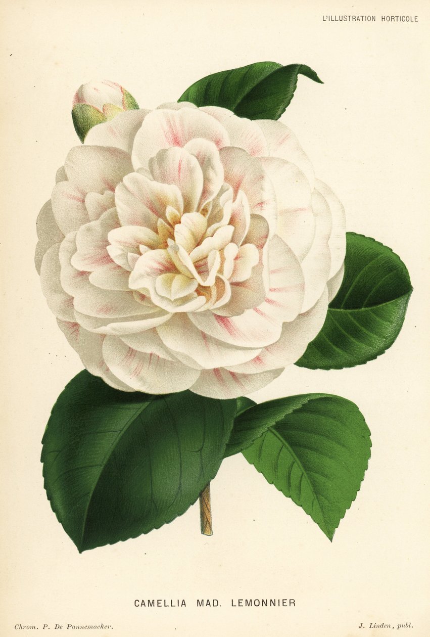Camellia hybridi, Madame Lemonnier, Camellia japonica. P. de Pannemaekerin kromolitografia Jean Lindenin l