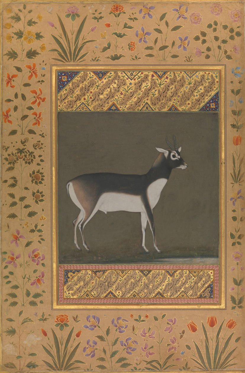 Black Buck, Folio Shah Jahan -albumista, suora: n. 1615-20, toisinto: n. 1530-50. tekijältä Painting attributed to Manohar