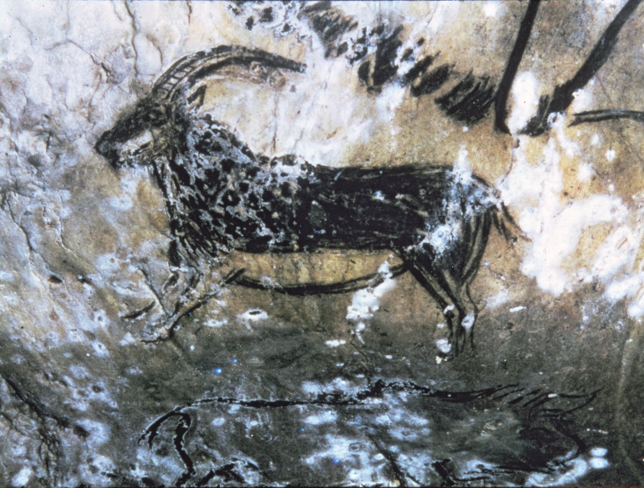 Vuohi tai säämiskä, kalliomaalaus Mustassa huoneessa, Magdalenian (luolamaalaus) tekijältä Paleolithic Paleolithic