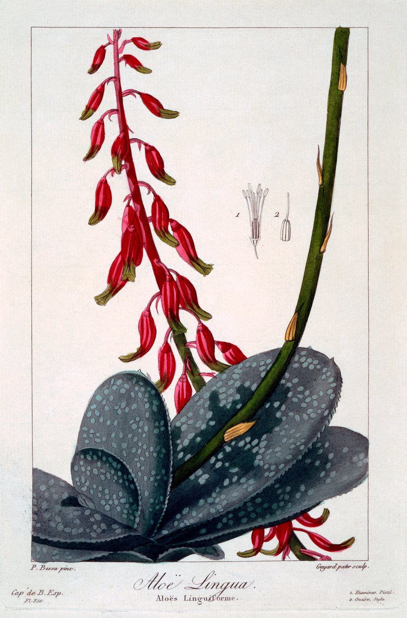 Aloe-kieli, pubi. 1836. tekijältä Panacre Bessa