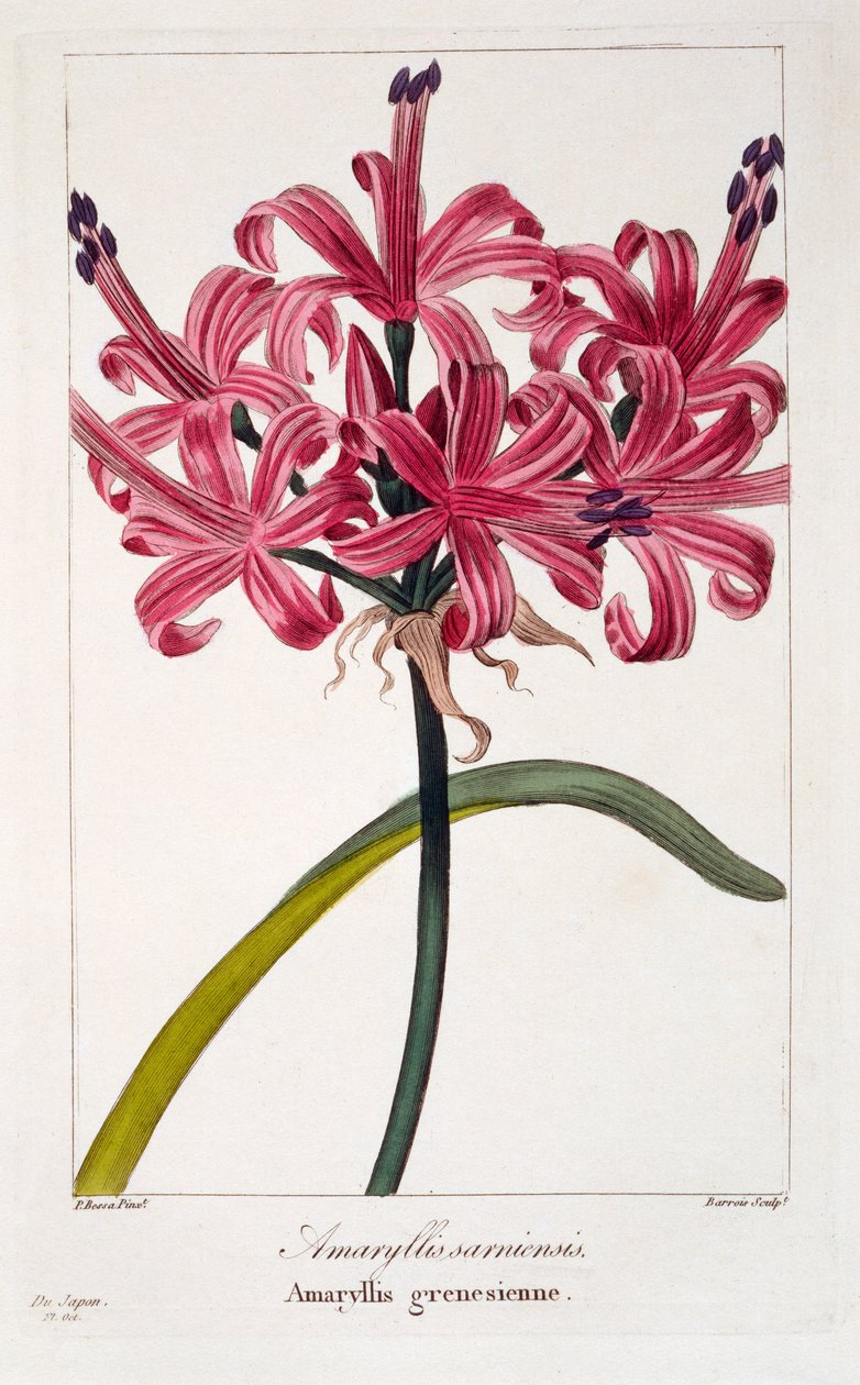 Amaryllis A. sarniensis, pub. 1836. tekijältä Panacre Bessa