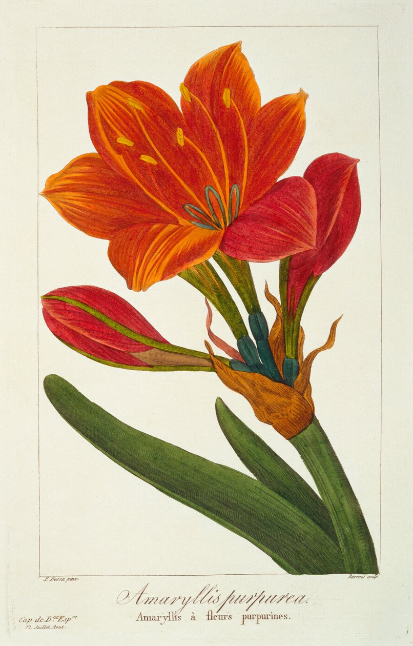 Amaryllis Purpurea, pub. 1836. tekijältä Panacre Bessa