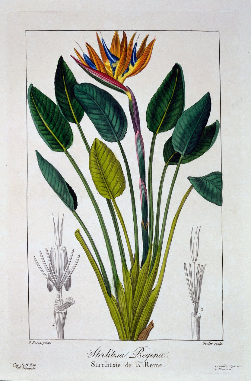 Paratiisin lintu tai Crane Flower, pubi. 1836. tekijältä Panacre Bessa
