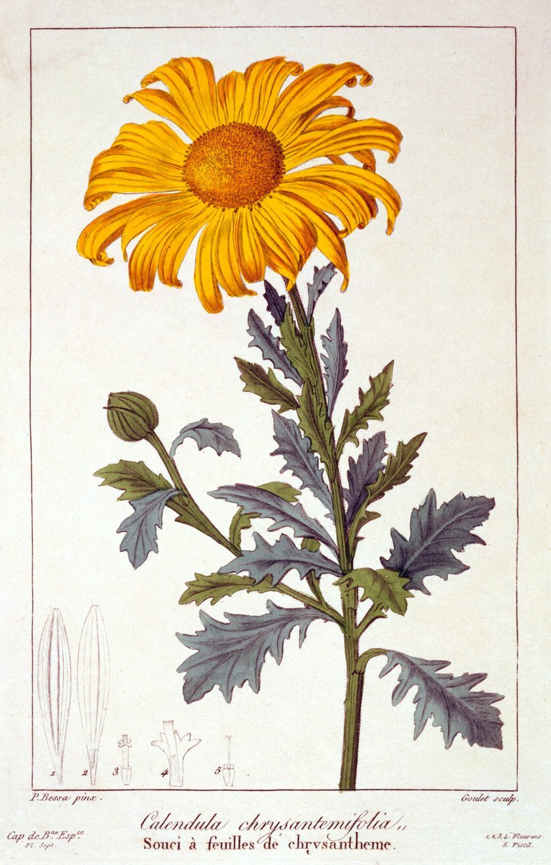 Calendula officinalis Pot Marigold, pub. 1836. tekijältä Panacre Bessa
