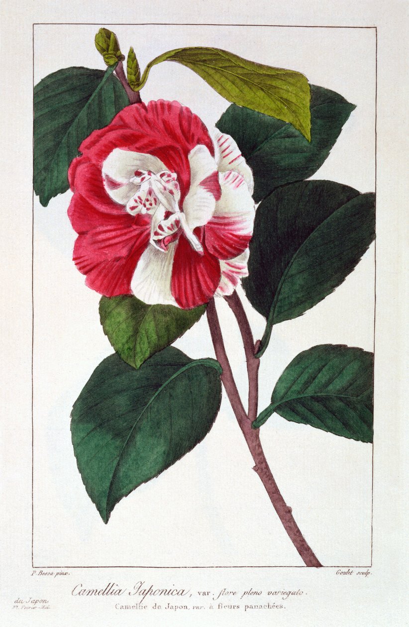 Camellia Japonica, pub. 1836. tekijältä Panacre Bessa