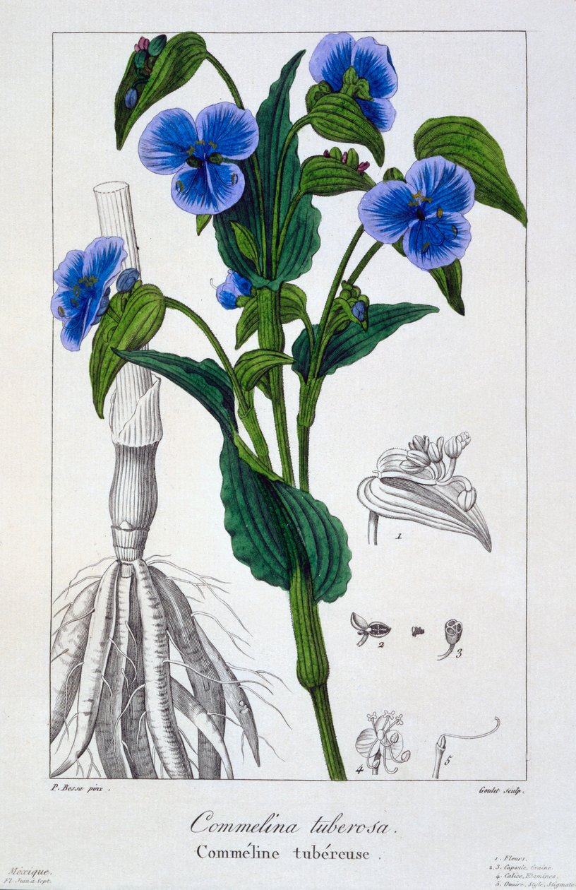 Commelina tuberosa, pub. 1836 tekijältä Panacre Bessa