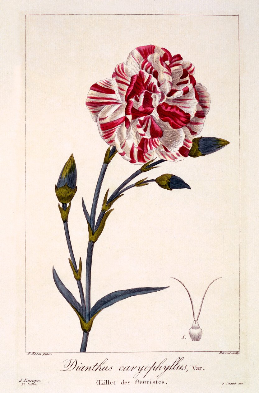 Dianthus caryophyllus, pub. 1836. tekijältä Panacre Bessa