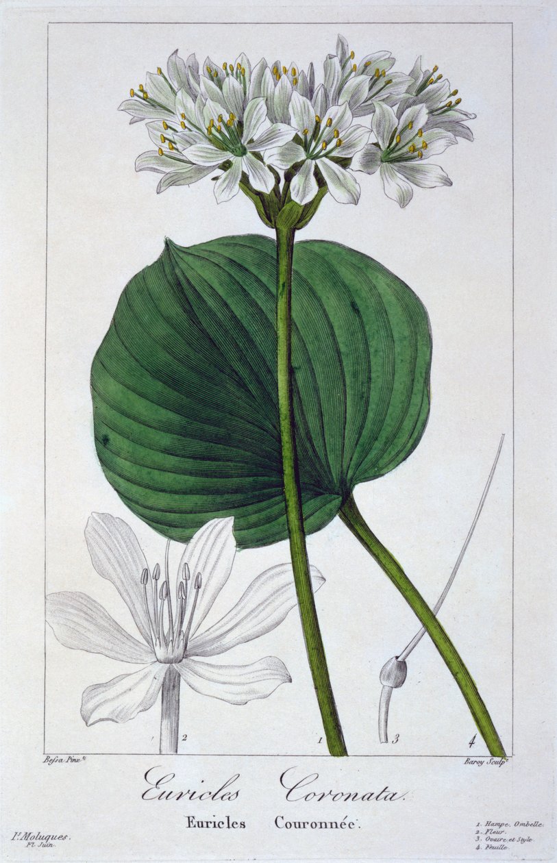 Euricles coronata, pub. 1836. tekijältä Panacre Bessa