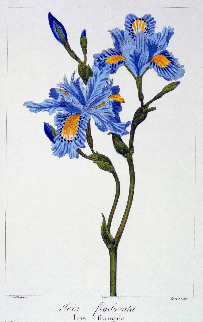 Fringed Iris, pubi. 1836. tekijältä Panacre Bessa