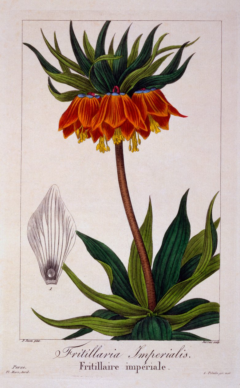Fritillaria imperialis, pub. 1836 tekijältä Panacre Bessa