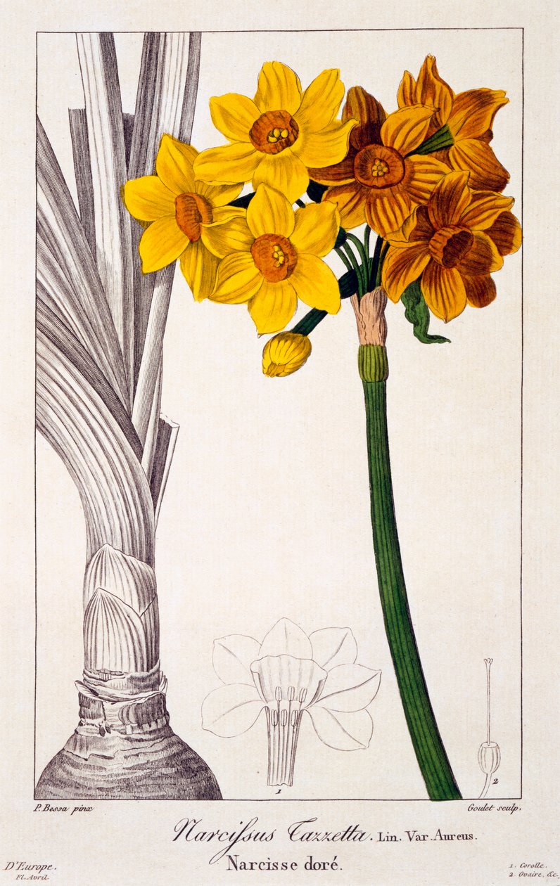 Narcissus Tazetta, pub. 1836. tekijältä Panacre Bessa