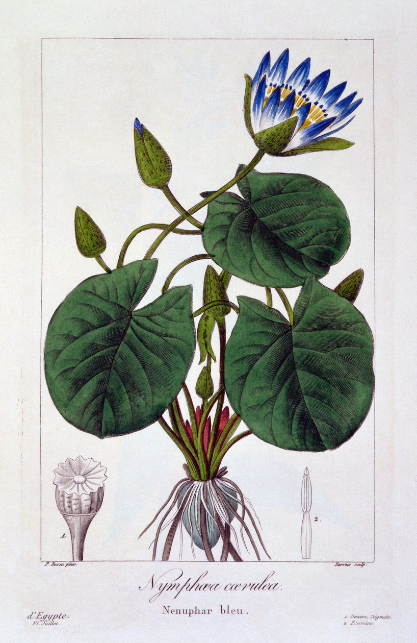 Siniset nymfit, pubi. 1836 tekijältä Panacre Bessa