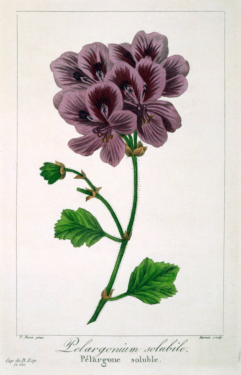 Pelargonium, pub. 1836. tekijältä Panacre Bessa