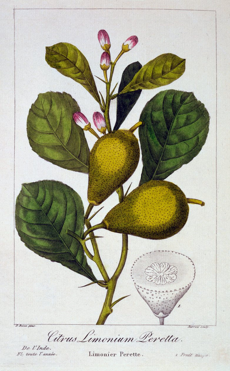 Peretta Lemon, pubi. 1836. tekijältä Panacre Bessa