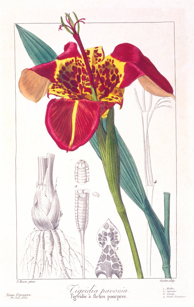 Tiger Flower tai Peacock Flower, pub. 1836. tekijältä Panacre Bessa
