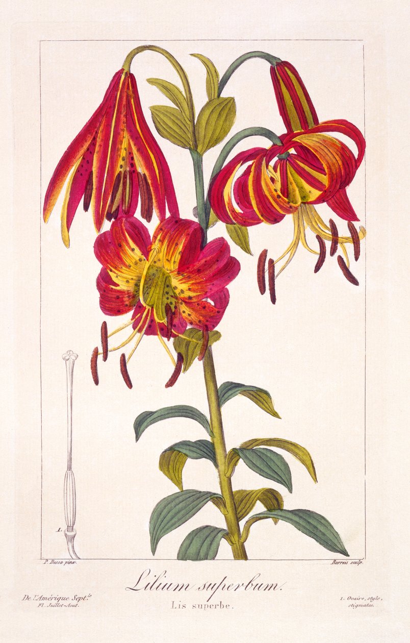 Amerikkalainen turkkililja, 1836 (käsin väritetty kaiverrus). tekijältä Pancrace Bessa