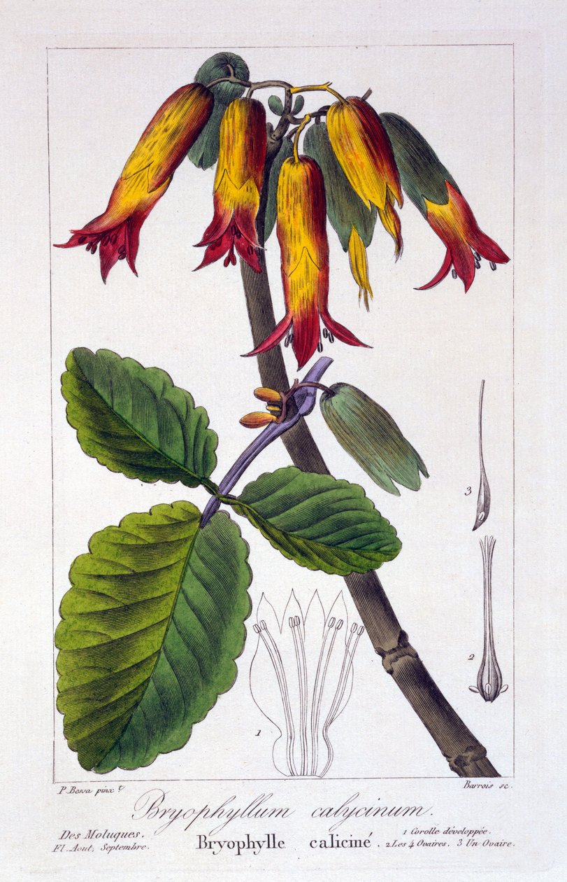 Bryophyllum calycinum tai Kalanchoe pinnata, 1836 (käsinvärinen kaiverrus) tekijältä Pancrace Bessa