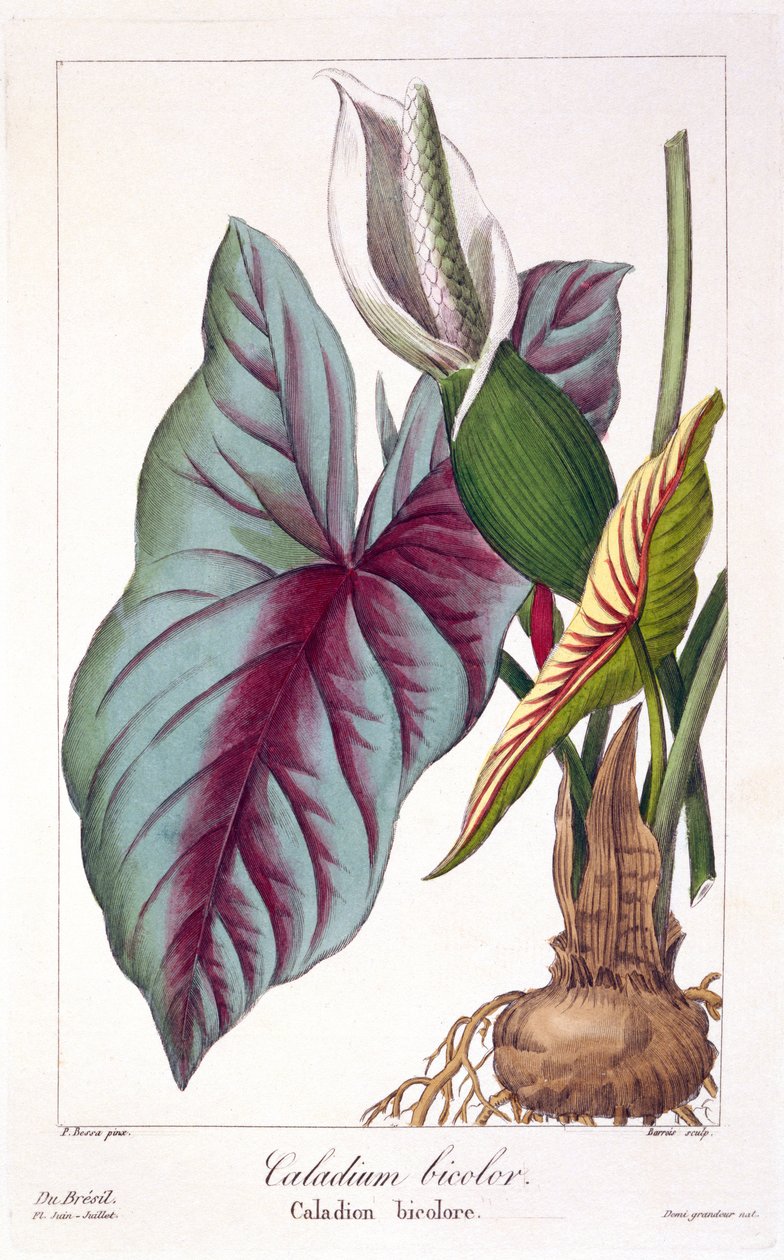 Caladium bicolor, 1836 (käsin väritetty kaiverrus). tekijältä Pancrace Bessa