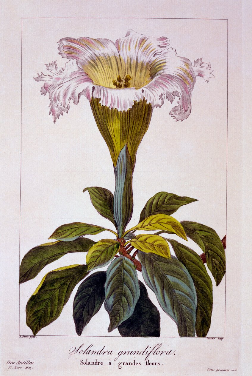 Chalice Vine, 1836 (käsinvärinen kaiverrus) tekijältä Pancrace Bessa