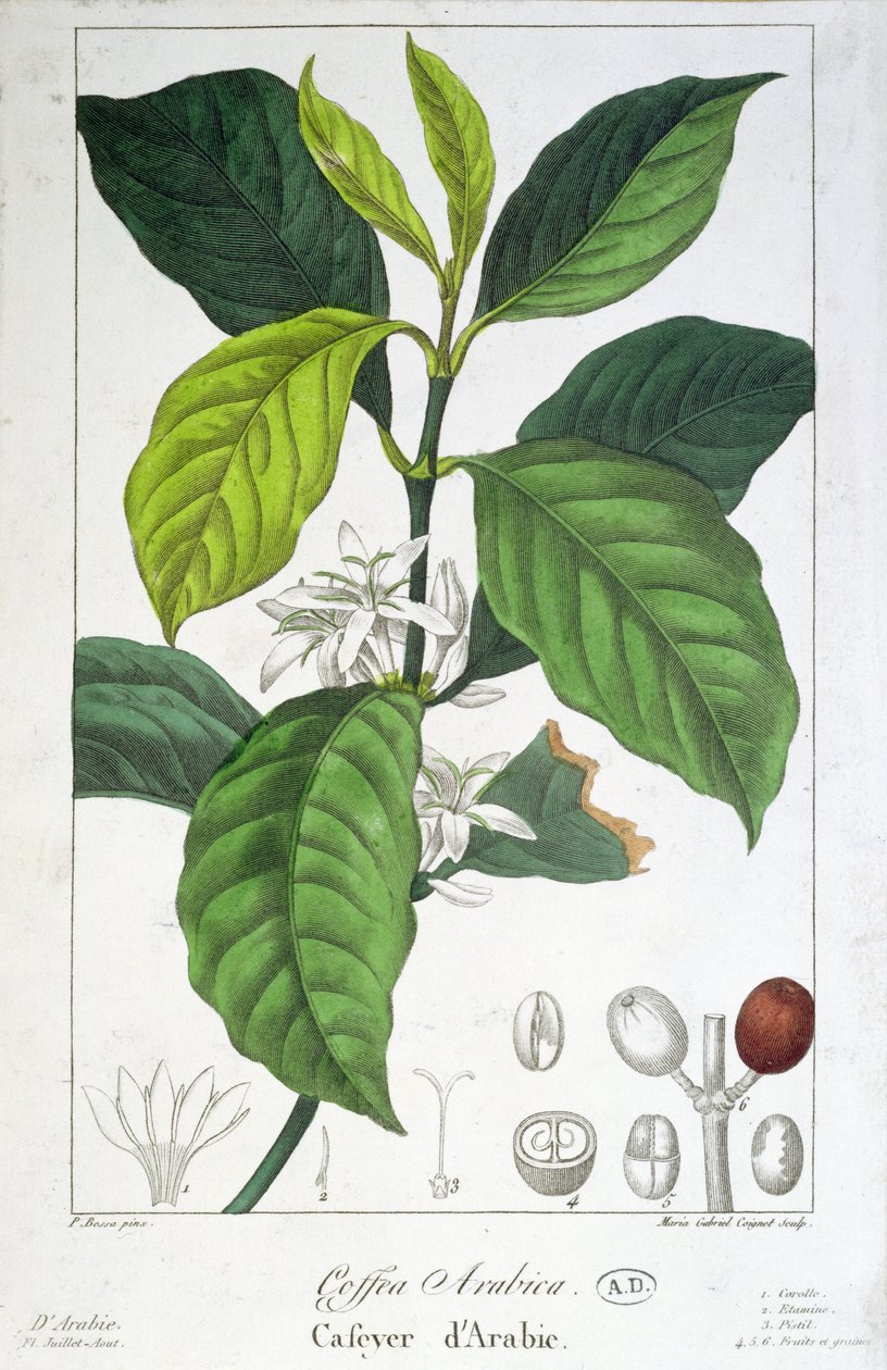 Coffea Arabica (Kahvi), kaiverrus Maria Gabriel Cogniet tekijältä Pancrace Bessa