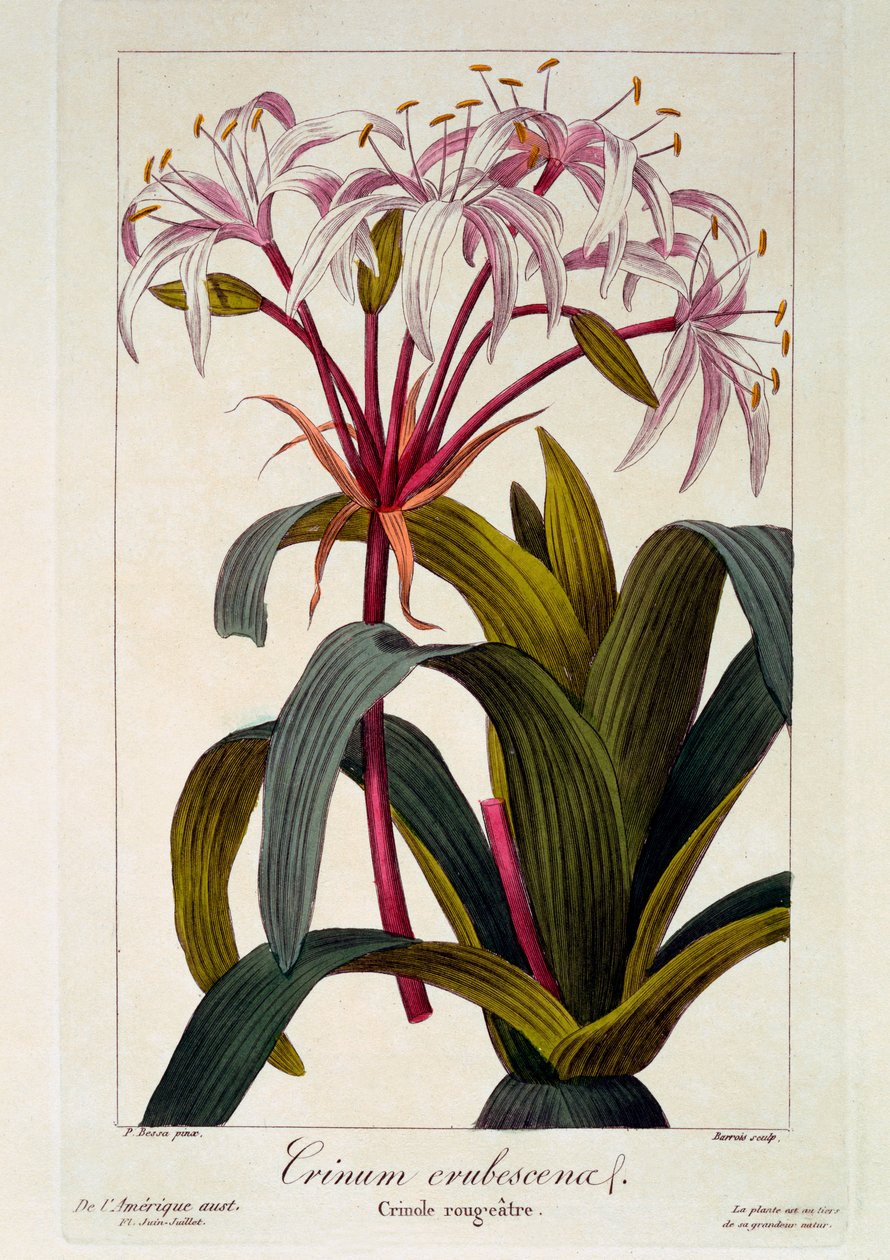 Crinum erubescens, 1836 (käsin väritetty kaiverrus). tekijältä Pancrace Bessa