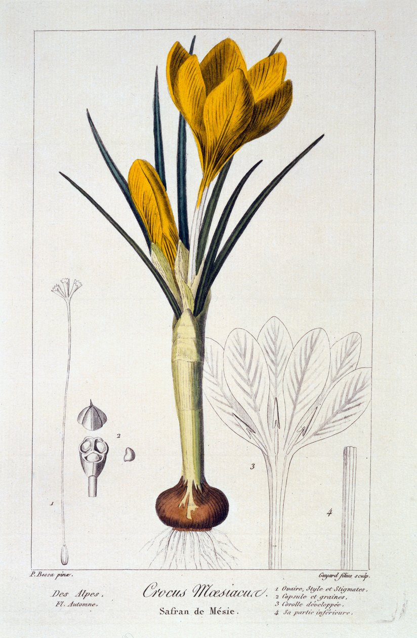 Crocus maesiacus, 1836 (käsinvärinen kaiverrus) tekijältä Pancrace Bessa