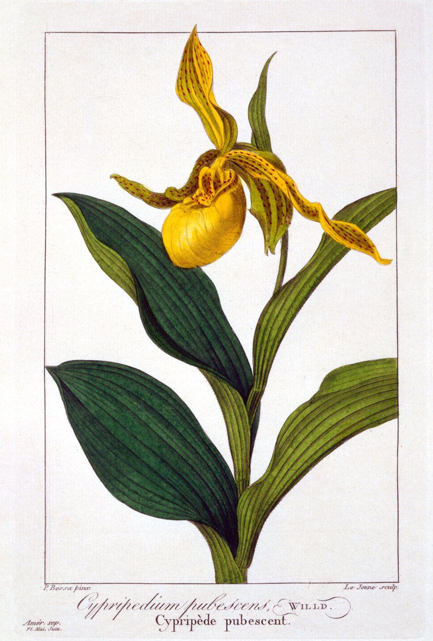 Cypripedium, 1836 (käsin väritetty kaiverrus). tekijältä Pancrace Bessa