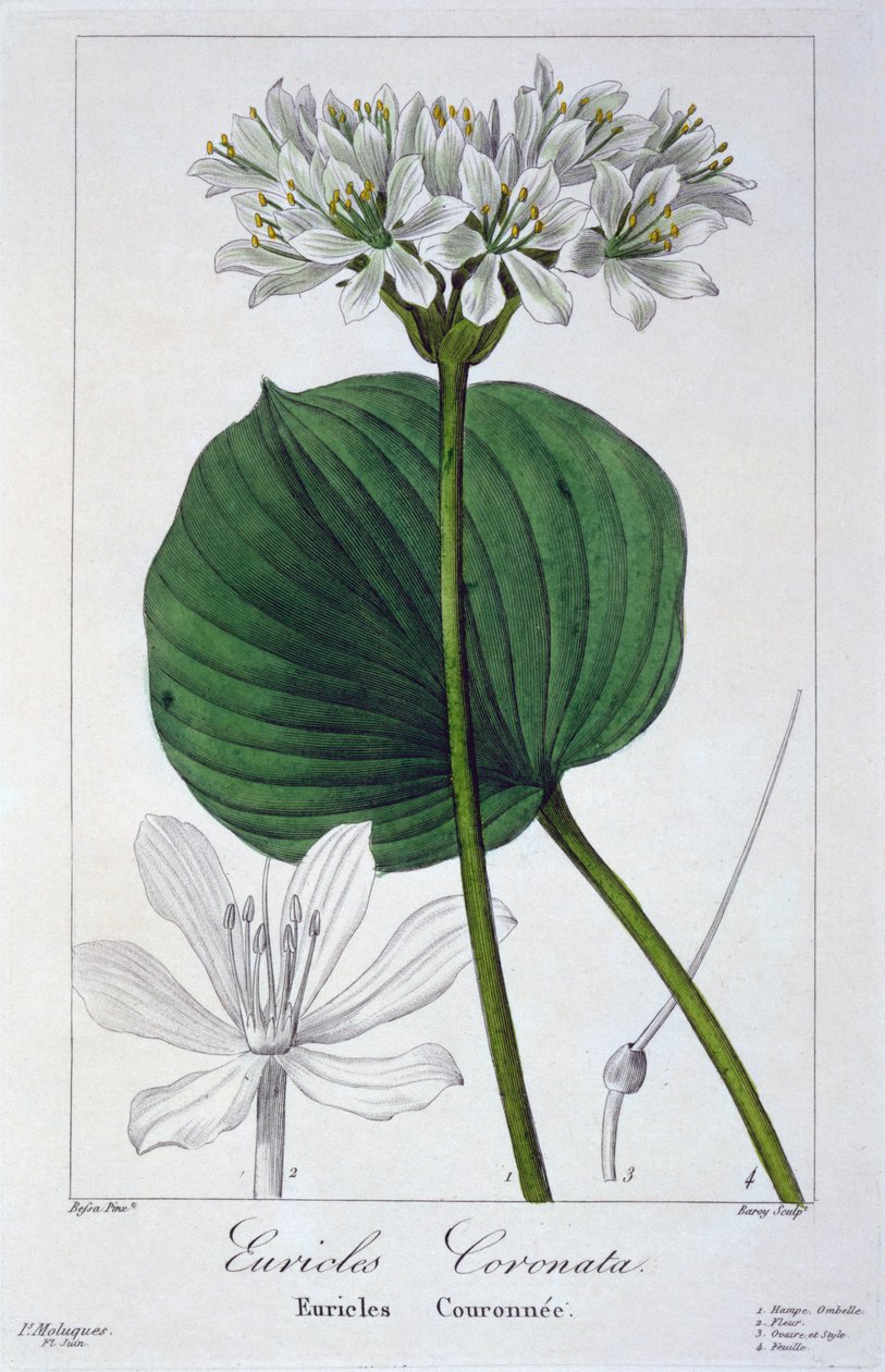 Euricles coronata, 1836 (käsinvärinen kaiverrus) tekijältä Pancrace Bessa