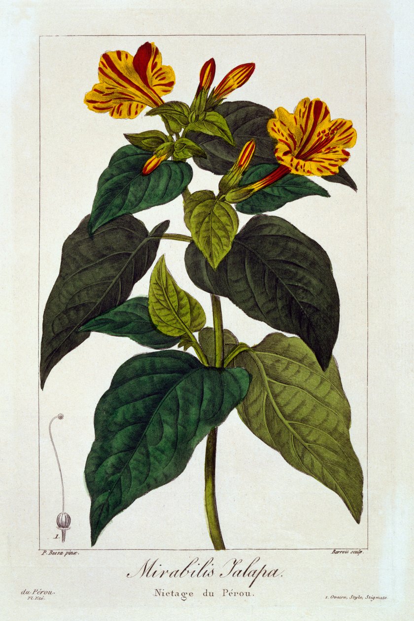 Ipomea purga, 1836 (käsinvärinen kaiverrus) tekijältä Pancrace Bessa