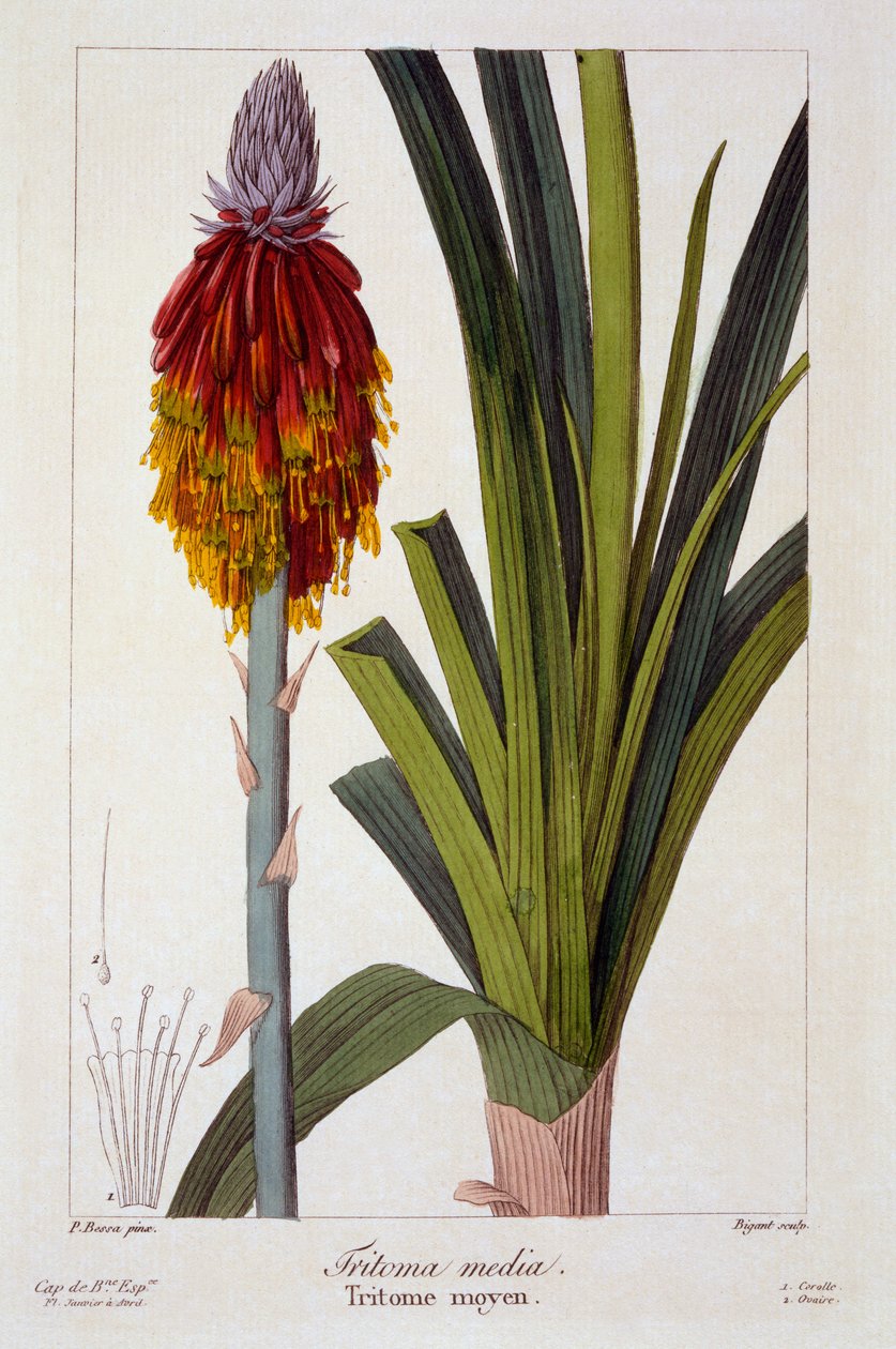 Kniphofia, 1836 (käsinvärinen kaiverrus) tekijältä Pancrace Bessa