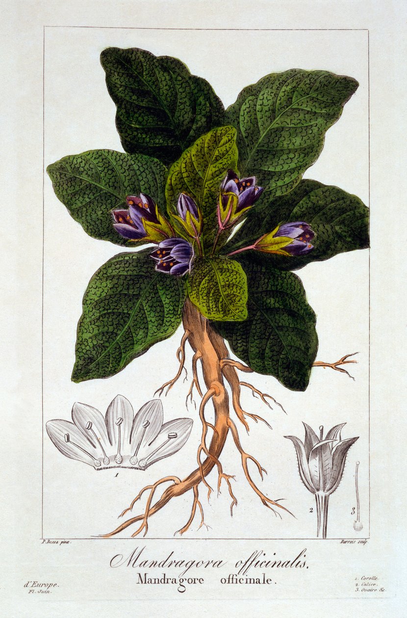 Mandragora officinarum, 1836 (käsinvärinen kaiverrus) tekijältä Pancrace Bessa