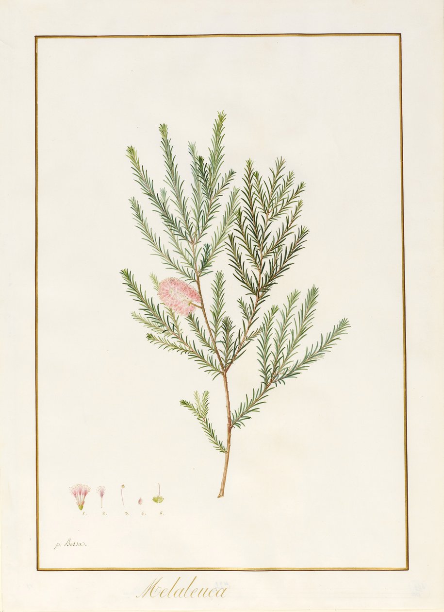 Melaleuca, mukaan lukien Five Studies of the Bloom (wc ja vartalonväri vellum) tekijältä Pancrace Bessa