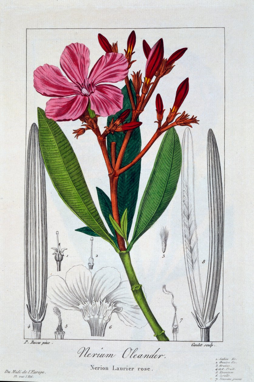 Nerium oleanteri, 1836 (käsinvärinen kaiverrus) tekijältä Pancrace Bessa