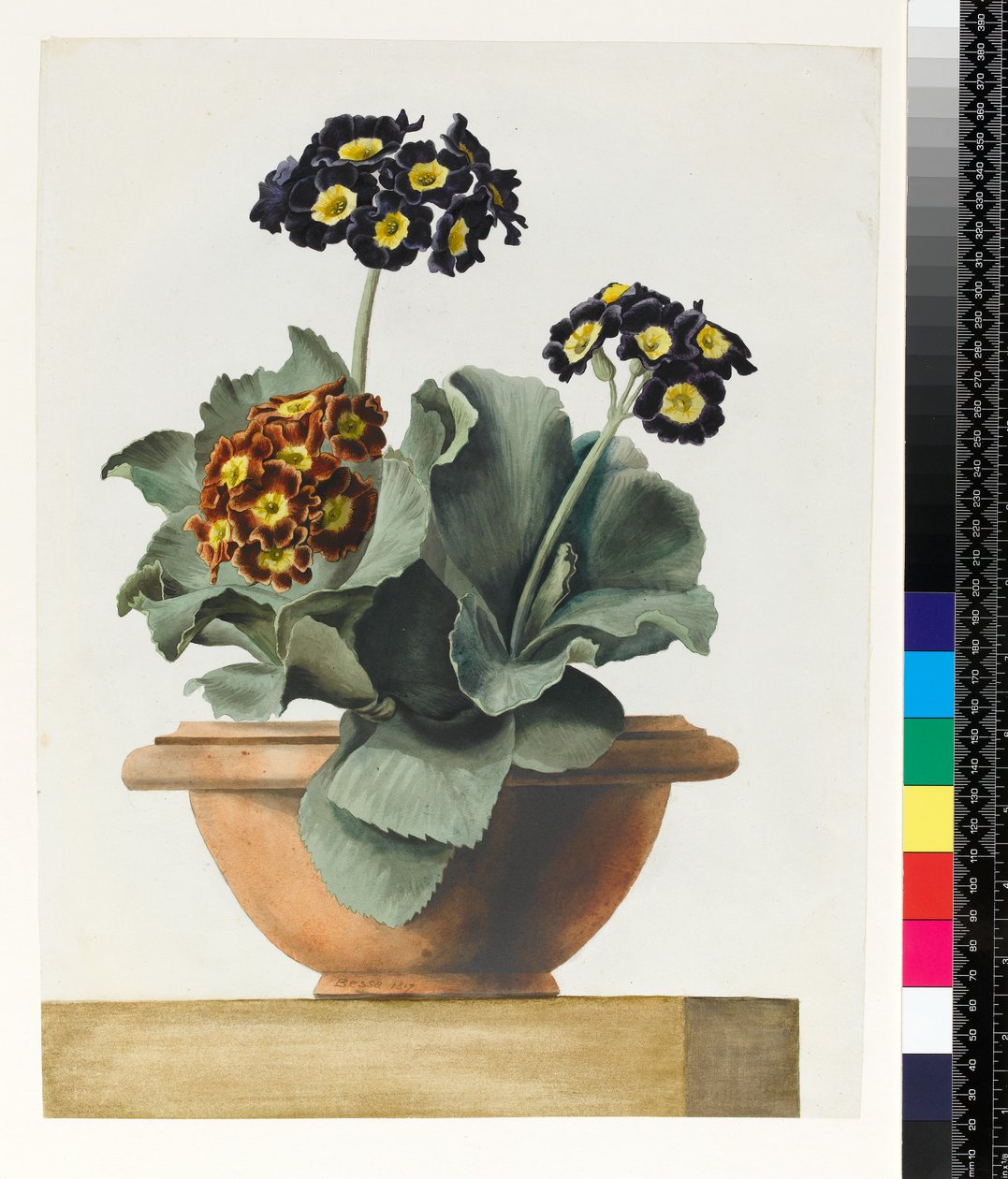 PD.199-1973 Potted Auricula, 1817 tekijältä Pancrace Bessa