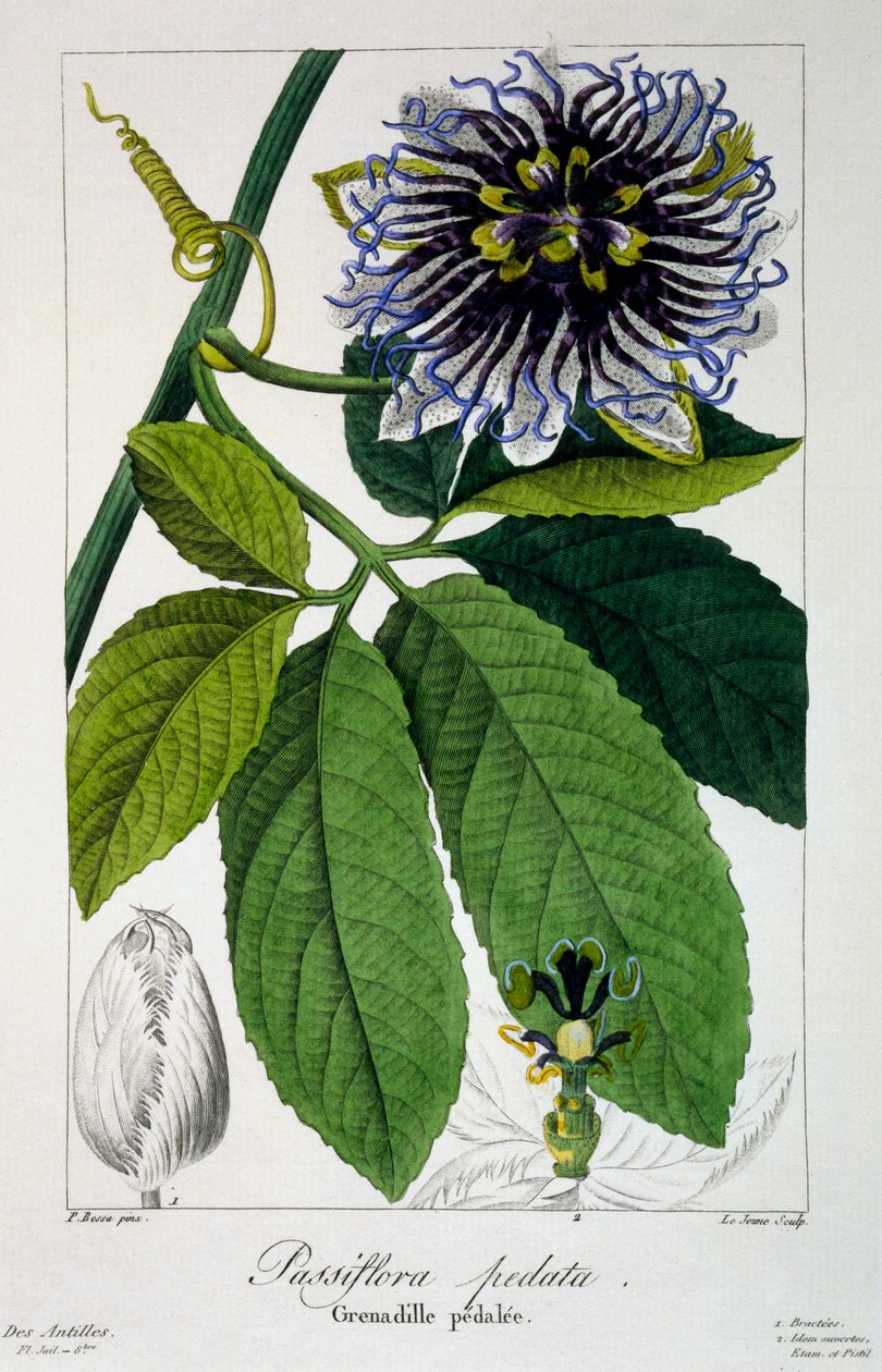 Passiflora pedata eli Passion Flower, 1836 (käsinvärinen kaiverrus) tekijältä Pancrace Bessa