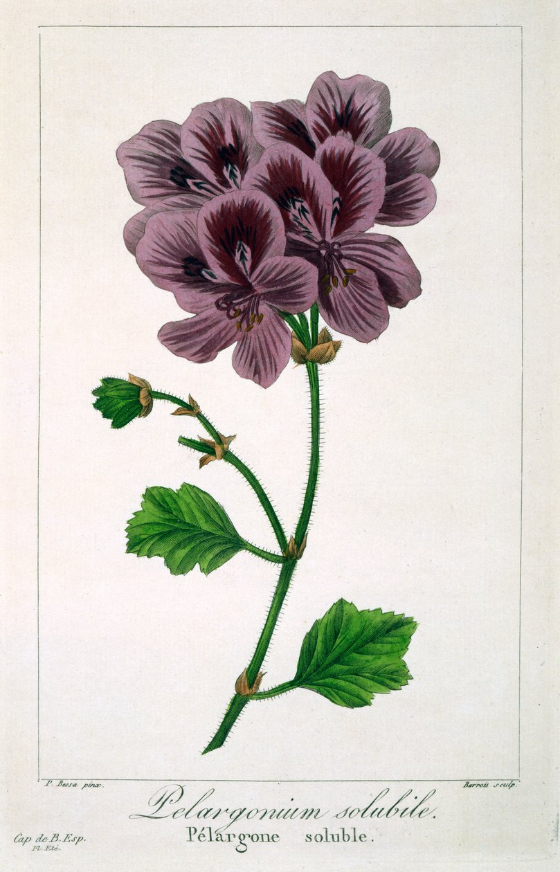Pelargonium, 1836 (käsinvärinen kaiverrus) tekijältä Pancrace Bessa