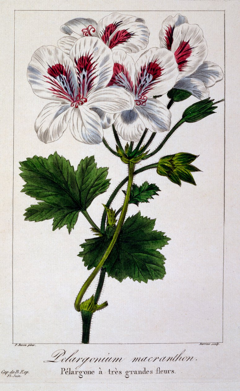 Pelargonium macranthon, 1836 (käsin väritetty kaiverrus). tekijältä Pancrace Bessa