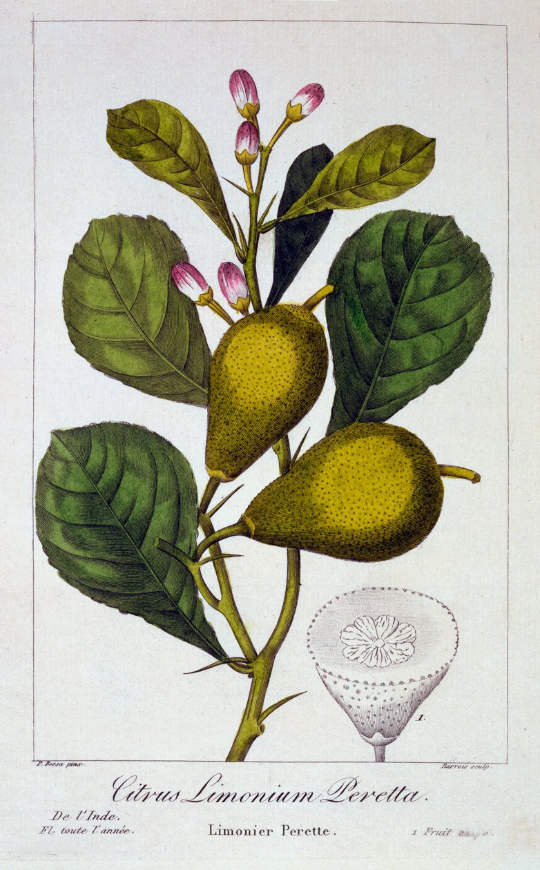 Peretta sitruuna, 1836 (käsinvärinen kaiverrus) tekijältä Pancrace Bessa