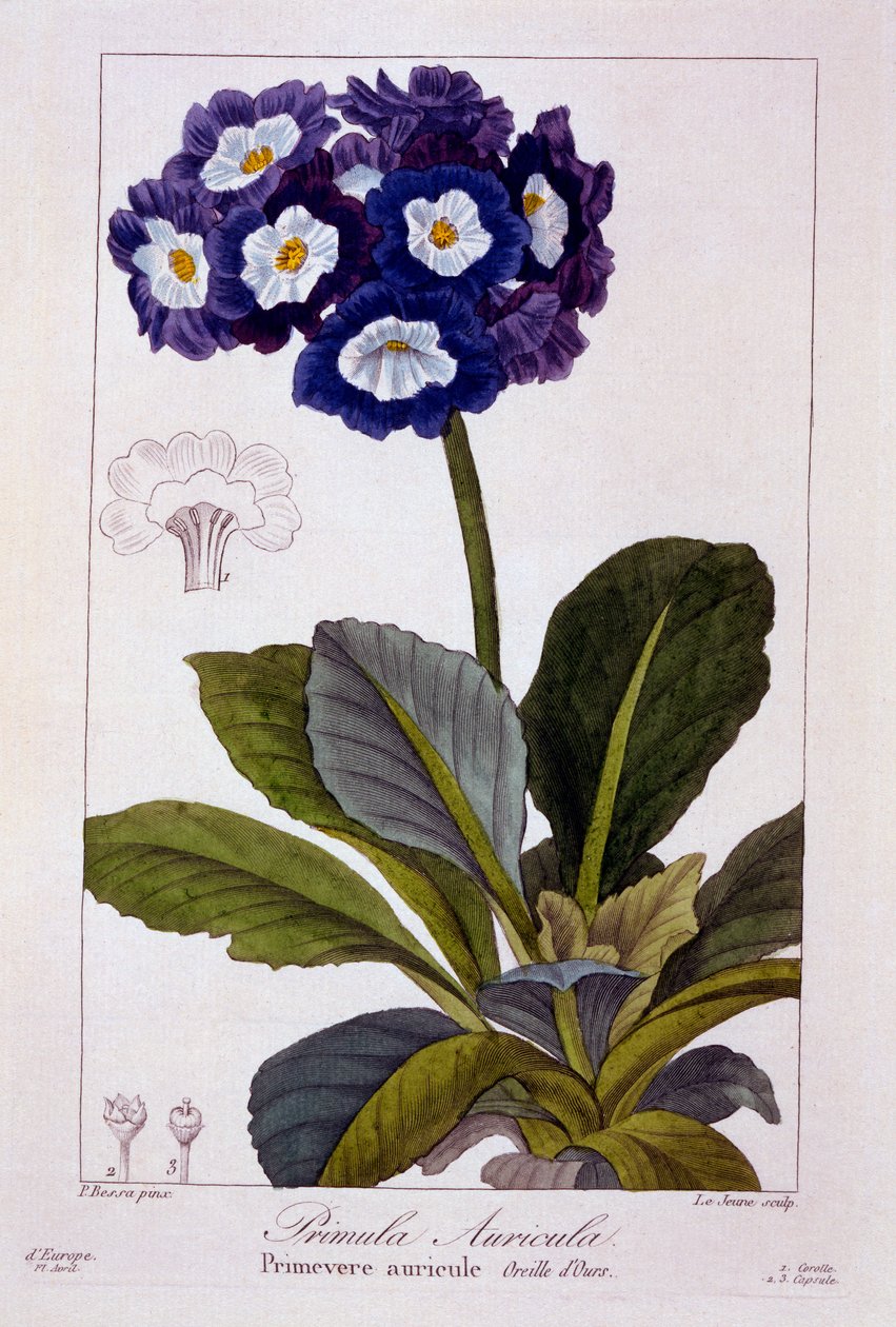Primula auricula, 1836 (käsinvärinen kaiverrus) tekijältä Pancrace Bessa