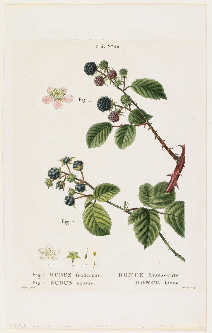 Hedelmäsärmä. Mustikka, Traites des Arbres et Fruitiers, 1801-19 (pistekaiverrus) tekijältä Pancrace Bessa