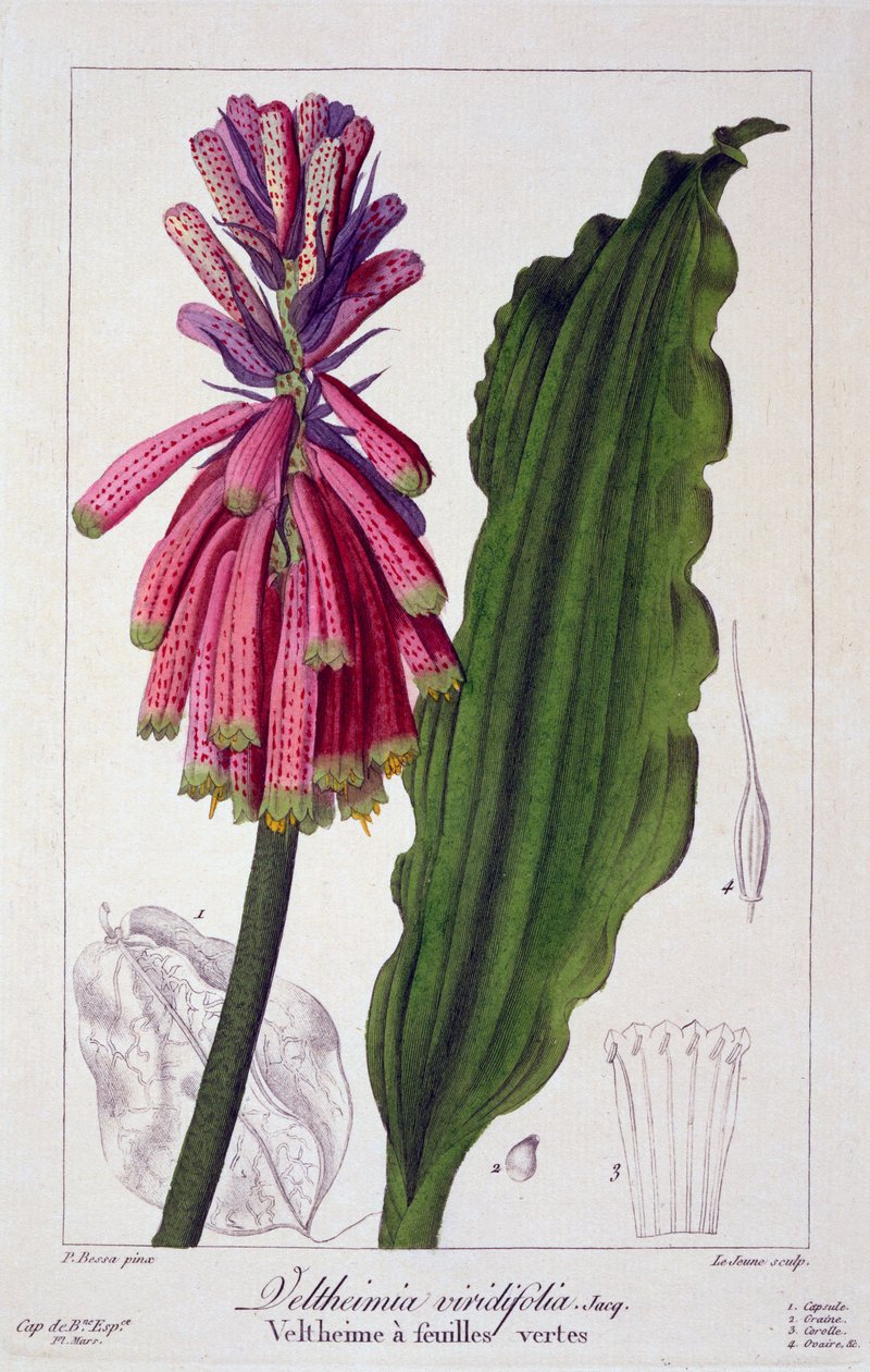 Veltheimia viridifolia, 1836 (käsinvärinen kaiverrus) tekijältä Pancrace Bessa