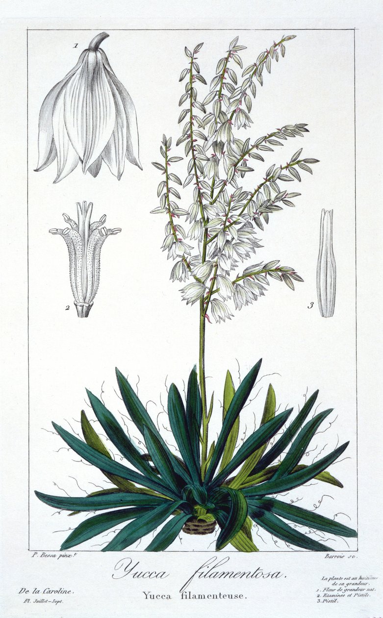 Yucca filamentosa, 1836 (käsinvärinen kaiverrus) tekijältä Pancrace Bessa