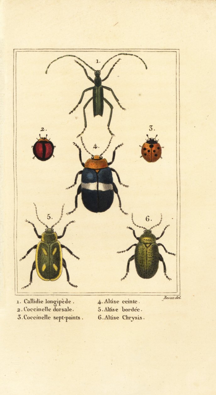 Callidium longipes 1, leppäkertut, Jauravia dorsalis 2, Coccinella septempunctata 3, kirppukuoriaiset, Altica cincta 4, Altica emarginata 5 ja Altica chrysis 6 tekijältä Pancrace (after) Bessa