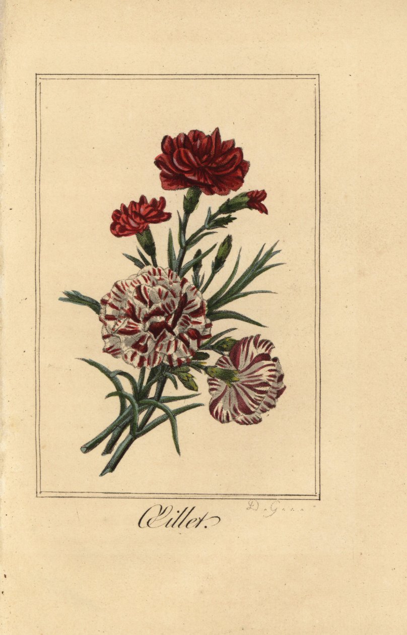 Neilikka tai neilikka vaaleanpunainen, oillet, Dianthus caryophyllus tekijältä Pancrace (after) Bessa