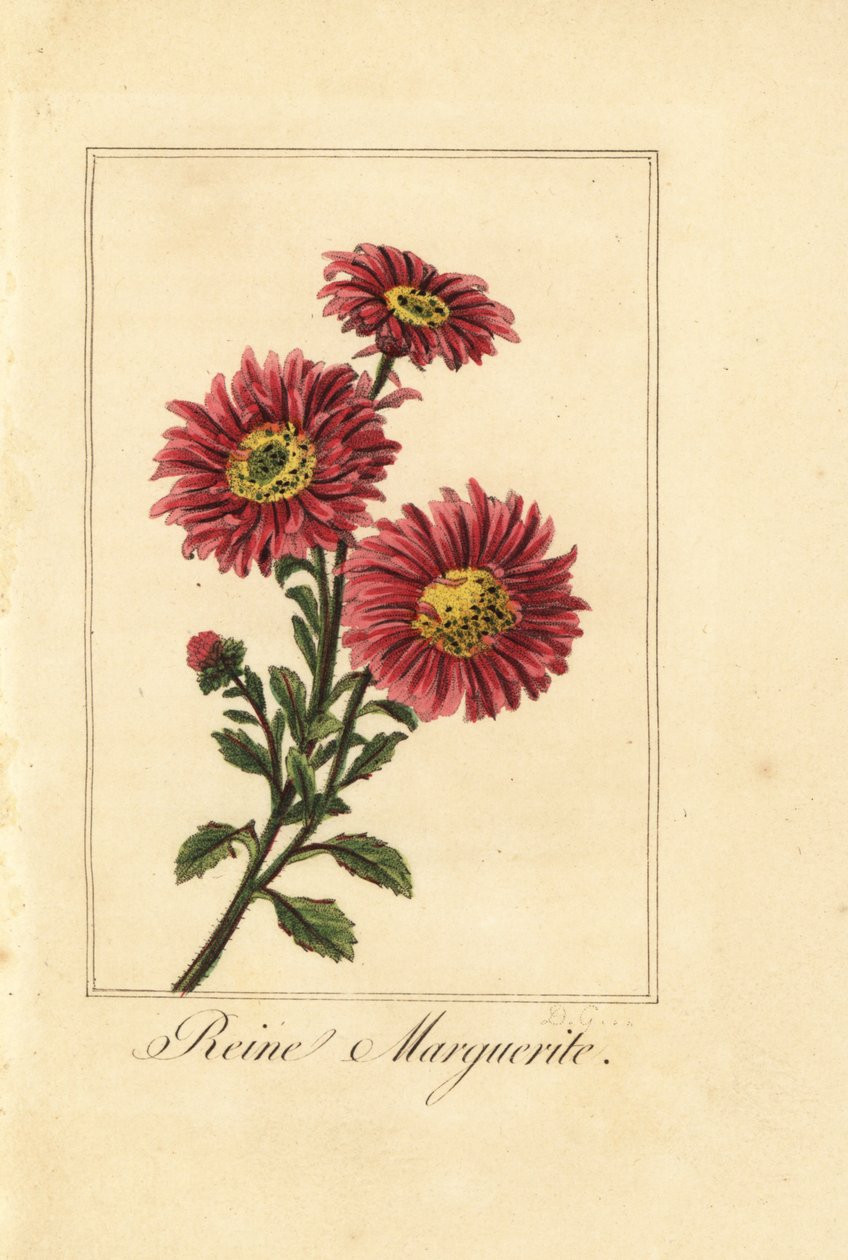 Kiinanasteri, reine marguerite, Callistephus chinensis tekijältä Pancrace (after) Bessa